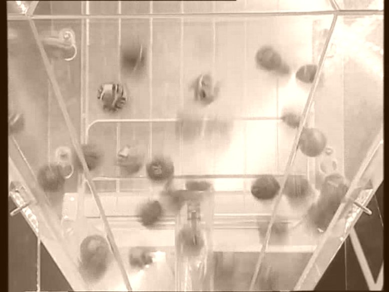 Свадьба, Лотереи